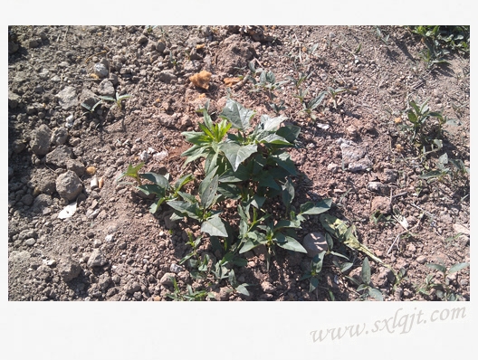 pg�ͽ�Ů��-(�ٷ���)�й���վ